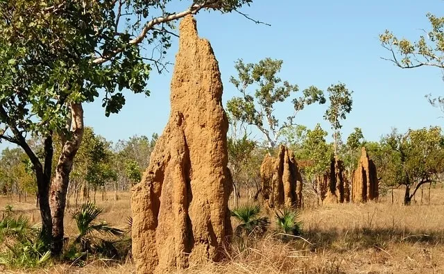 Doğanın Mimarları: İlham Veren Yapılar