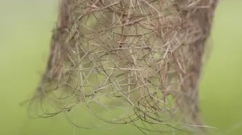 Dokumacı kuş yuvası detay. Görsel kaynak: Ingo Arndt. Animal Architecture. Nature Picture Library