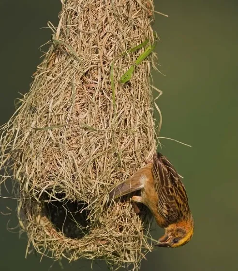 Dokumacı kuşlar ve yuvaları. Görsel kaynak: Ingo Arndt. Animal Architecture. Nature Picture Library