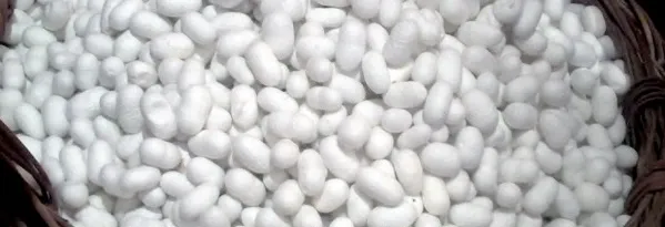 İpek böceği kozası. Görsel kaynak: http://www.kozabirlik.com.tr/component/k2/item/137-tirtildan-kelebege.html