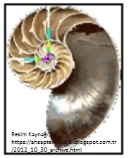 Sedefi deniz helezonu (Nautilus Pompilius) ve altın oran. Görsel kaynak: Alıntı*