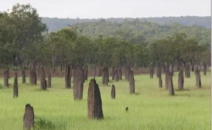 Termit yuvaları. Görsel kaynak: Ingo Arndt. Animal Architecture. Nature Picture Library