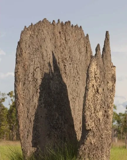 Termit yuvası örneği. Görsel kaynak: Ingo Arndt. Animal Architecture. Nature Picture Library.